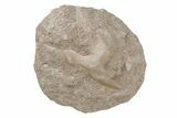 Otodus Shark Tooth Fossil in Rock - Eocene #215652-1